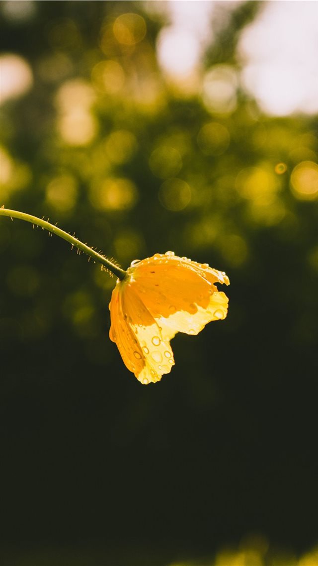 1080x1920 light - yellow iPhone 8 Wallpaper