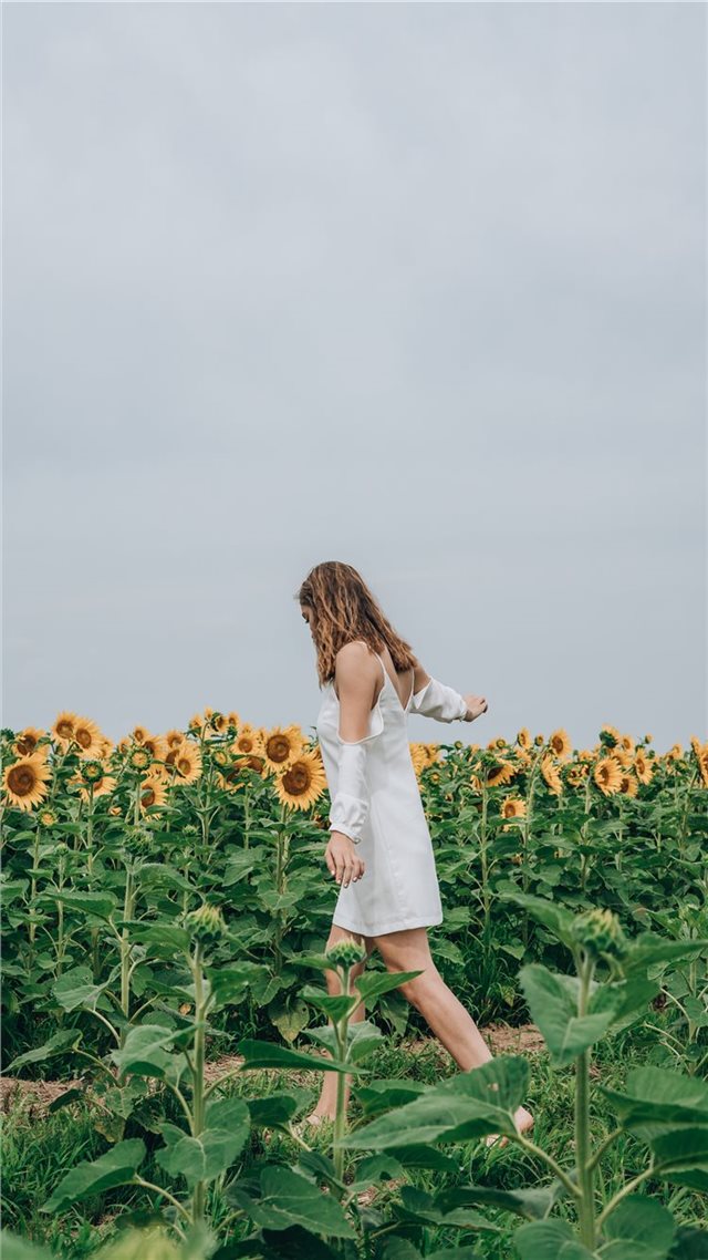 1080x1920 field - blonde iPhone 8 Wallpaper