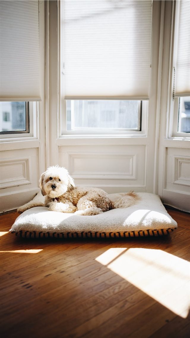 1080x1920 Busy Resting After a Day of Resting - cute iPhone 8 Wallpaper