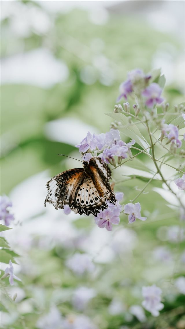 1080x1920 Lost in color - butterfly iPhone 8 Wallpaper