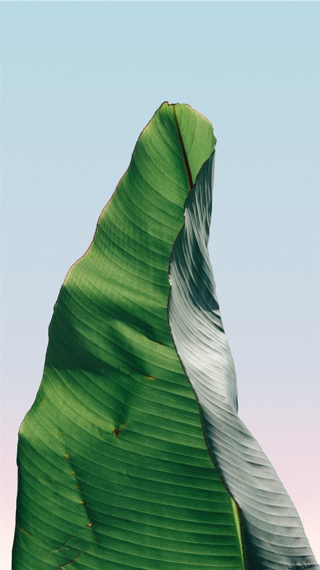 1080x1920 Single Palm - wind iPhone 8 Wallpaper