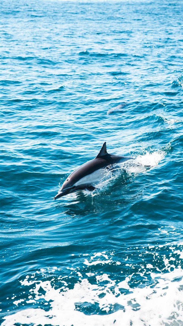 1080x1920 Dolphin Dive - sunny iPhone 8 Wallpaper