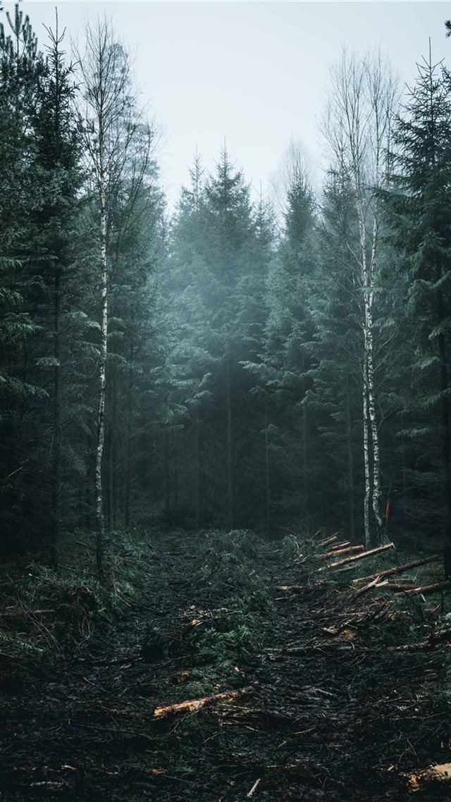 1080x1920 Crisp - fall iPhone 8 Wallpaper