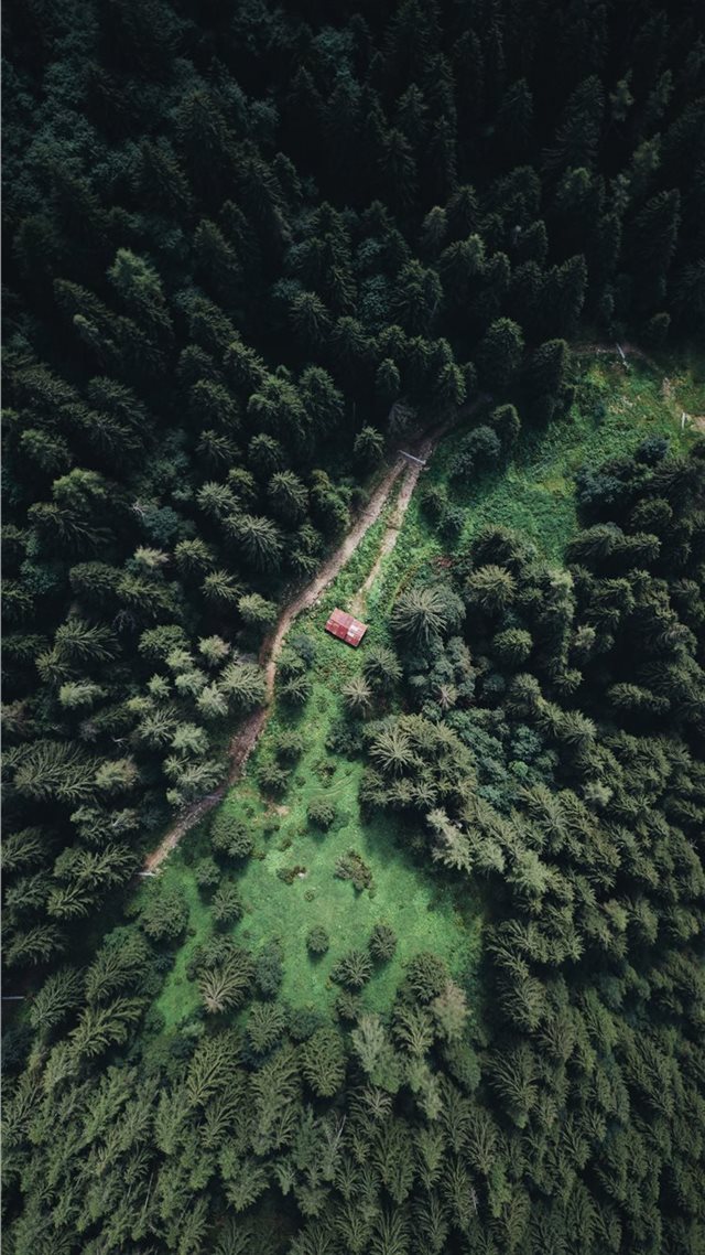 1080x1920 Cabin - pine tree iPhone 8 Wallpaper