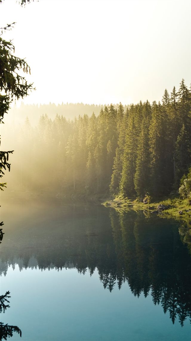 1080x1920 Leave the morning light on - forest iPhone 8 Wallpaper