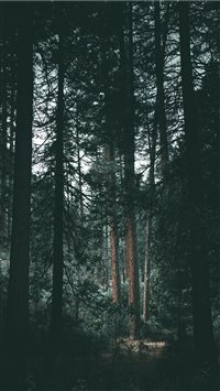 Yosemite wilderness wallpaper