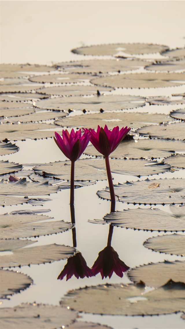 1080x1920 Pair Of Flowers At Angkor Wat - pond iPhone 8 Wallpaper