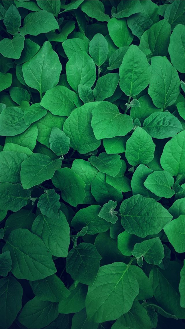 1080x1920 Little Forest - farm iPhone 8 Wallpaper