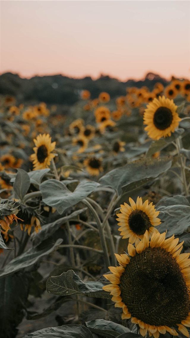 1080x1920 Girassol - flower iPhone 8 Wallpaper