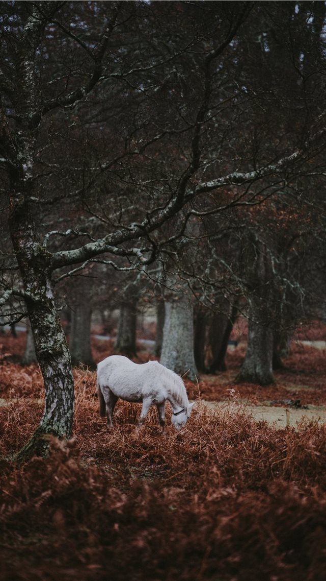 1080x1920 New Forest Pony - forest iPhone 8 Wallpaper