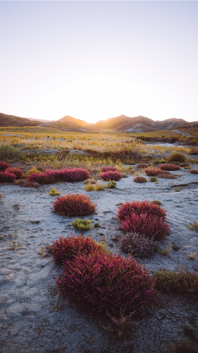 1080x1920 wild - iran iPhone 8 Wallpaper