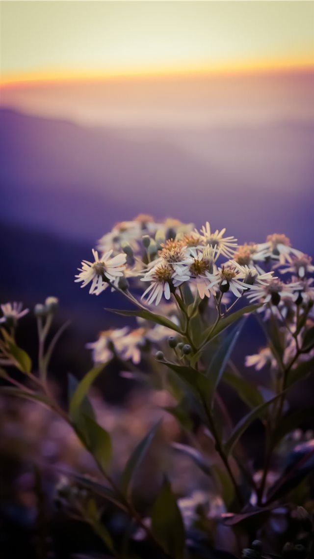 1080x1920 Asheville  United States - color iPhone 8 Wallpaper