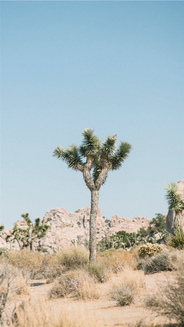 1080x1920 Joshua Tree National Park  United States - rock iPhone 8 Wallpaper