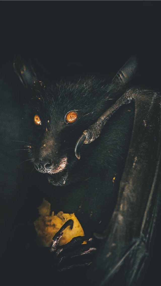 1080x1920 Hunger - wing iPhone 8 Wallpaper