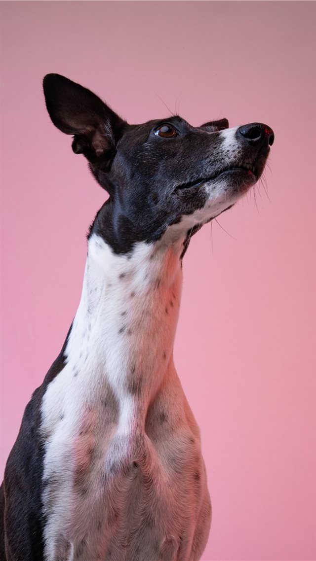 1080x1920 dog - face iPhone 8 Wallpaper