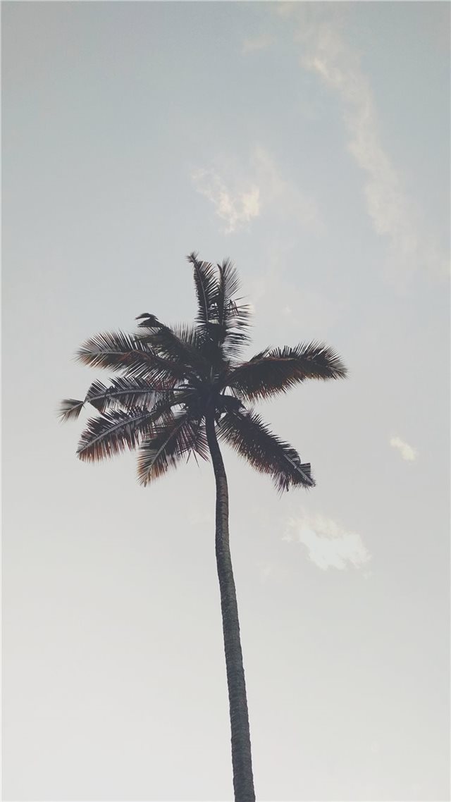1080x1920 tree - tree iPhone 8 Wallpaper