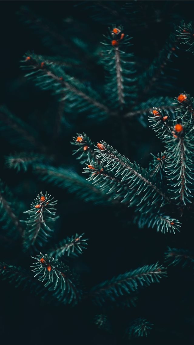 1080x1920 Serbia - macro iPhone 8 Wallpaper