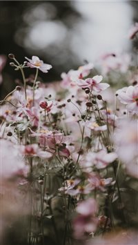 Pastel pink flowers wallpaper