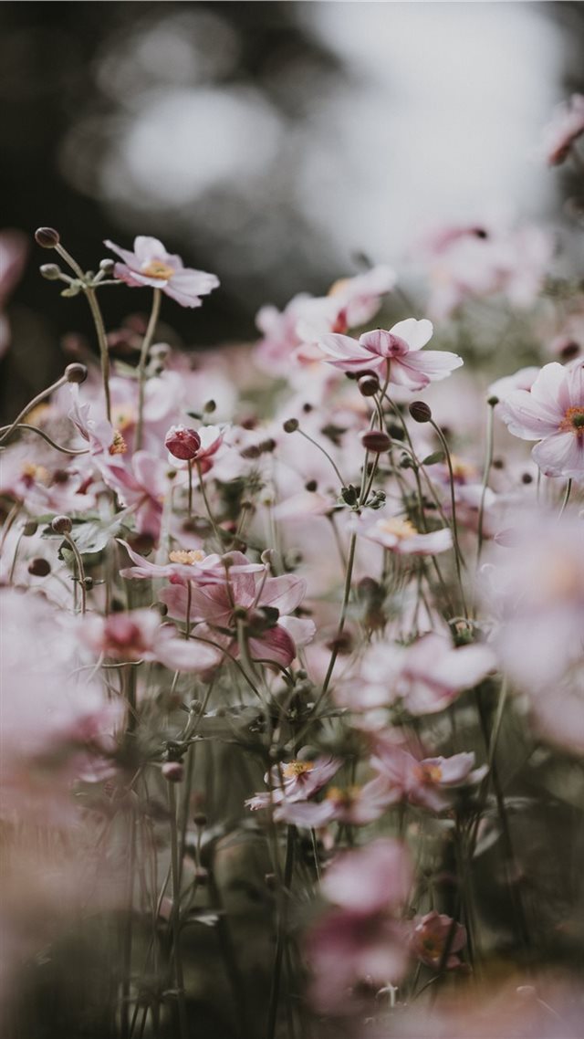 1080x1920 Pastel pink flowers -  iPhone 8 Wallpaper
