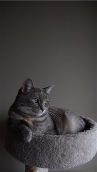 In her natural environment iPhone 6(s)~8(s) wallpaper