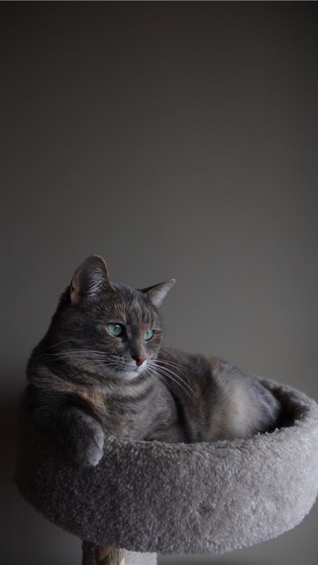 1080x1920 In her natural environment - cat iPhone 8 Wallpaper