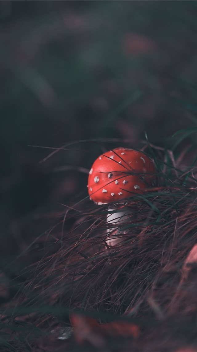 1080x1920 poisonous innocence - sweet iPhone 8 Wallpaper