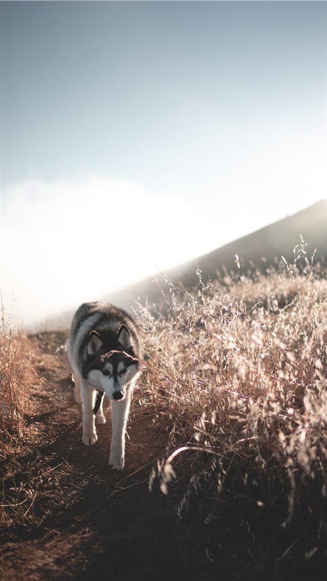 1080x1920 landscape - canine iPhone 8 Wallpaper