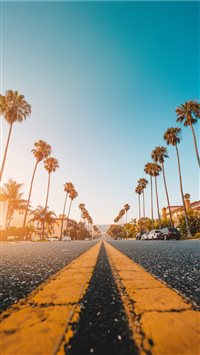 Follow the Yellow Palmed Road wallpaper