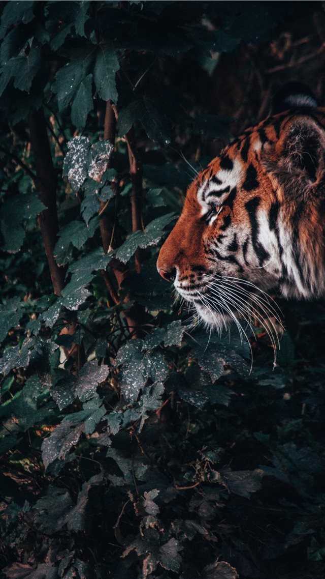 1080x1920 The beast in the jungle - forest iPhone 8 Wallpaper
