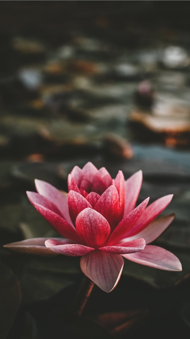 1080x1920 Om Mani Padme Hum - background iPhone 8 Wallpaper