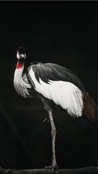 Touch of red wallpaper