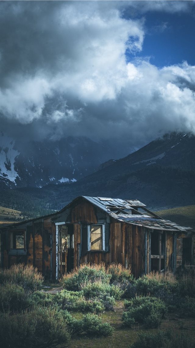 1080x1920 Forgotten - tree iPhone 8 Wallpaper