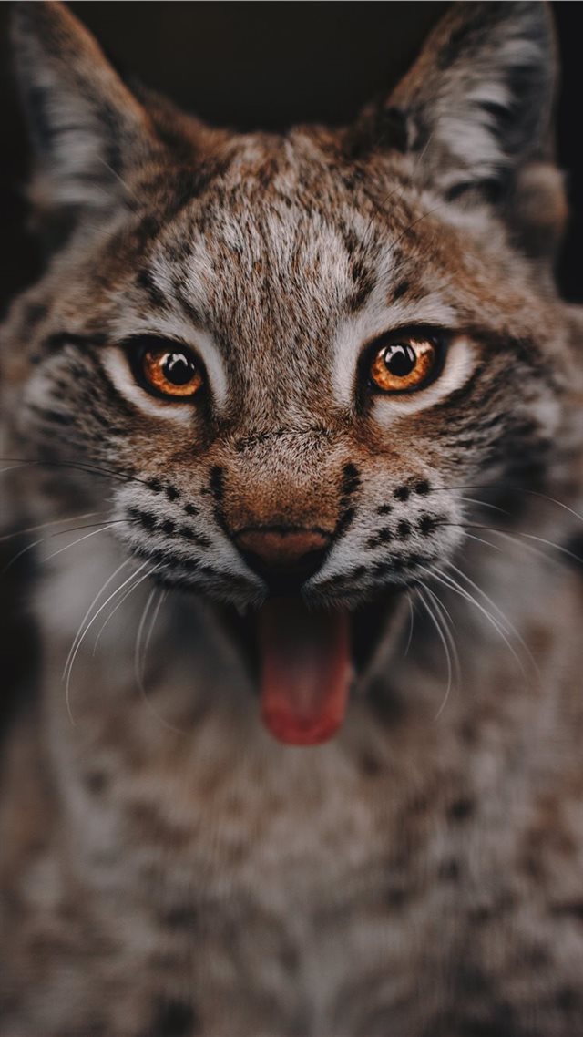1080x1920 Lynx portrait - tiger iPhone 8 Wallpaper