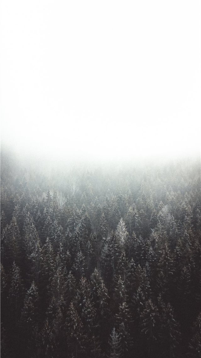 1080x1920 Lost in the woods - tree iPhone 8 Wallpaper