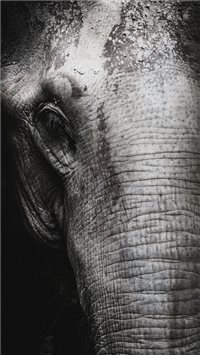 Saved from humanity wallpaper