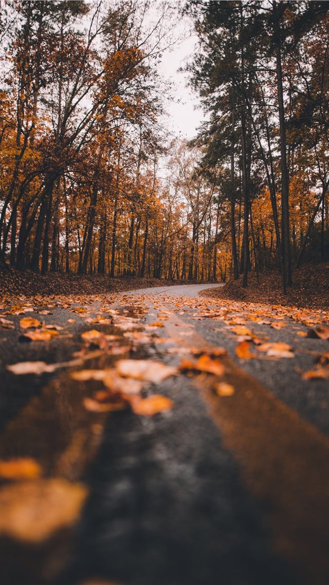 1080x1920 Fall is gone - road iPhone 8 Wallpaper