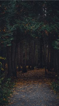 Montreal  Canada wallpaper