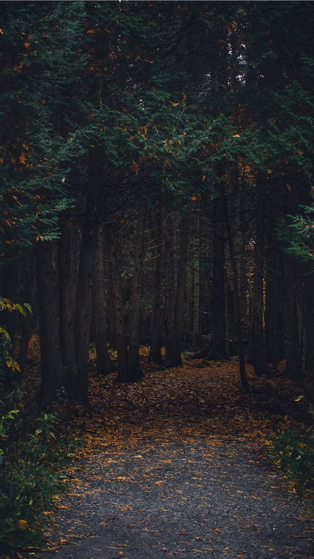 1080x1920 Montreal  Canada - path iPhone 8 Wallpaper
