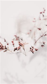 Feather and Branches iPhone 6(s)~8(s) wallpaper