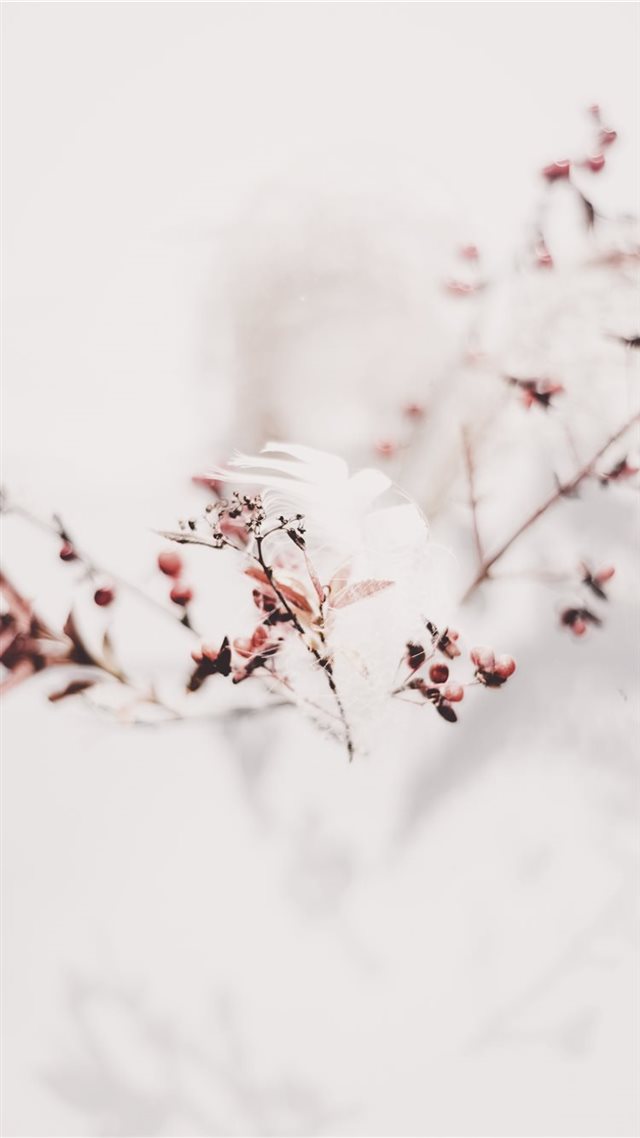 1080x1920 Feather and Branches - cold iPhone 8 Wallpaper