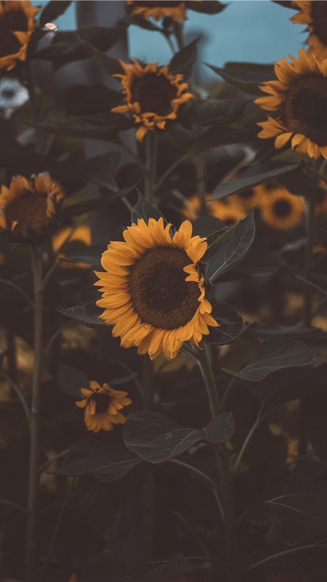 1080x1920 Singapore airport - sunflower iPhone 8 Wallpaper