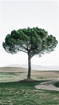 Dreamy tree wallpaper