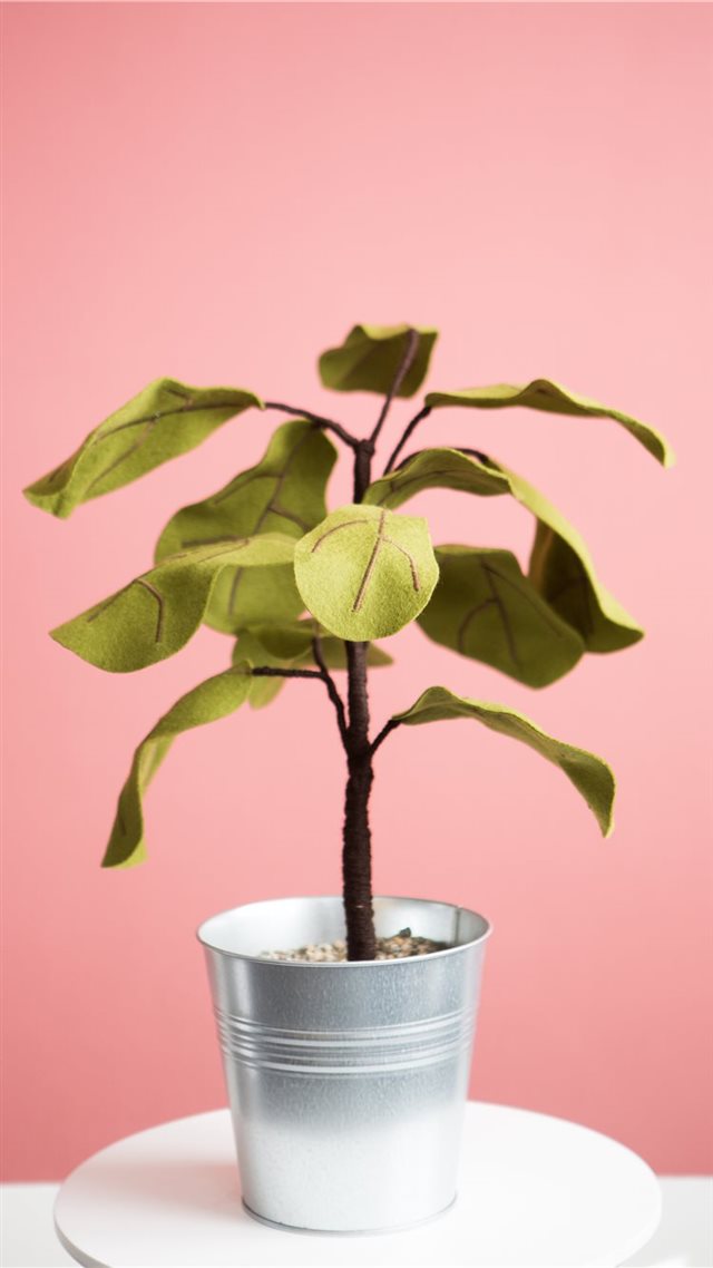 1080x1920 Ficus plant from Felt - tree iPhone 8 Wallpaper