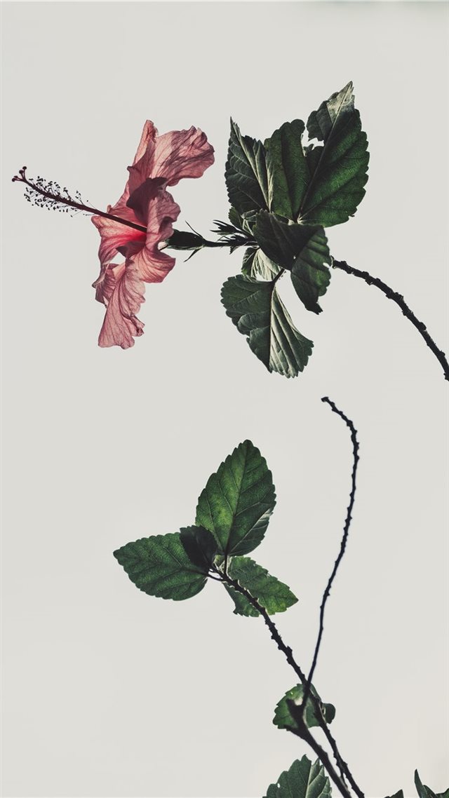 1080x1920 pink Hibiscus rosa sinensis flower on white backgr... - roses iPhone 8 Wallpaper