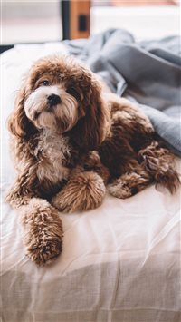 Odie Enjoying a Lazy Day iPhone 6(s)~8(s) wallpaper