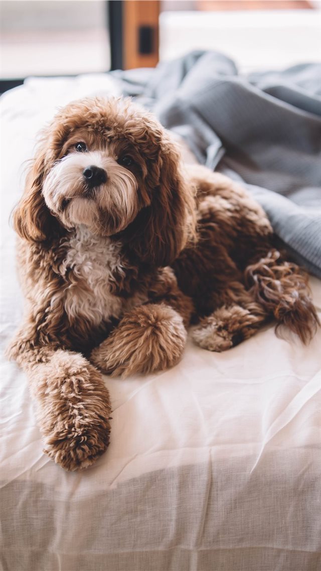 1080x1920 Odie Enjoying a Lazy Day - dog iPhone 8 Wallpaper