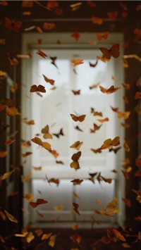 Butterfly room wallpaper