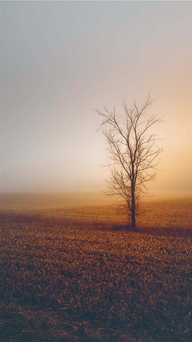 1080x1920 Foggy Winter Morning - morning iPhone 8 Wallpaper