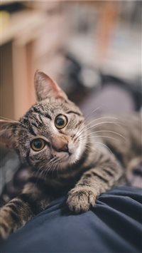 Cute kitty iPhone 6(s)~8(s) wallpaper