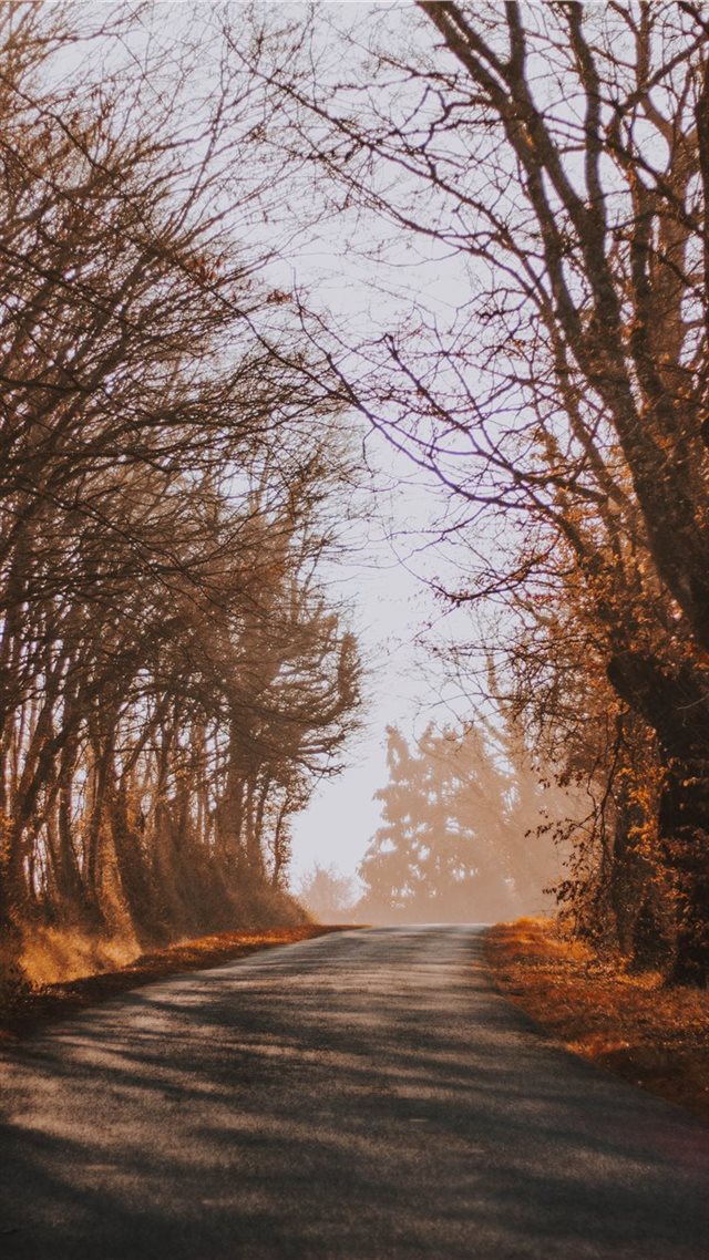1080x1920 bare trees during daytime - road iPhone 8 Wallpaper